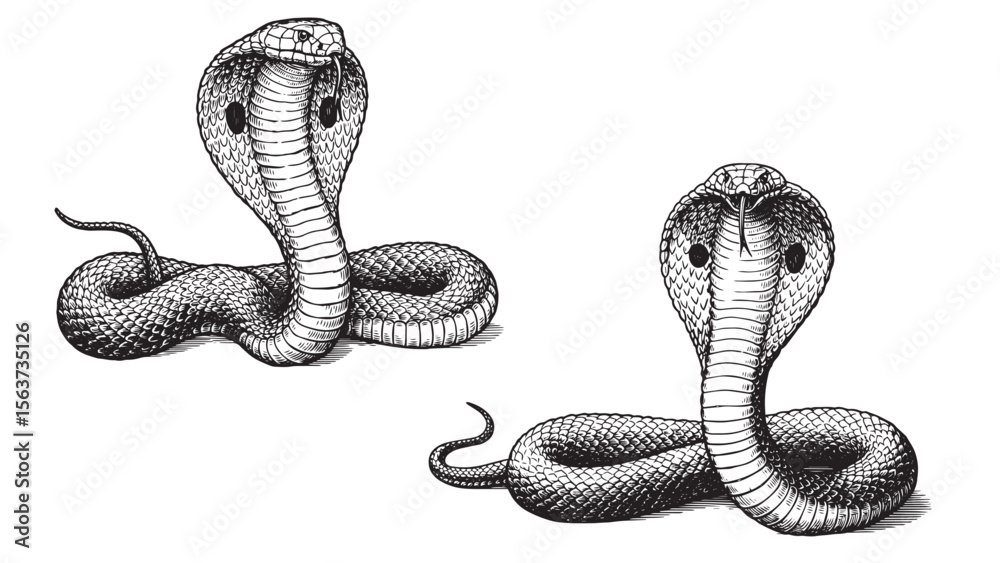 Fototapeta premium Vintage engraved cobra in striking hooded pose with solid black bold linework on white background