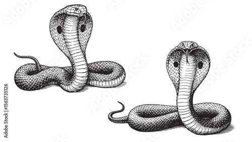 Vintage engraved cobra in striking hooded pose with solid black bold linework on white background