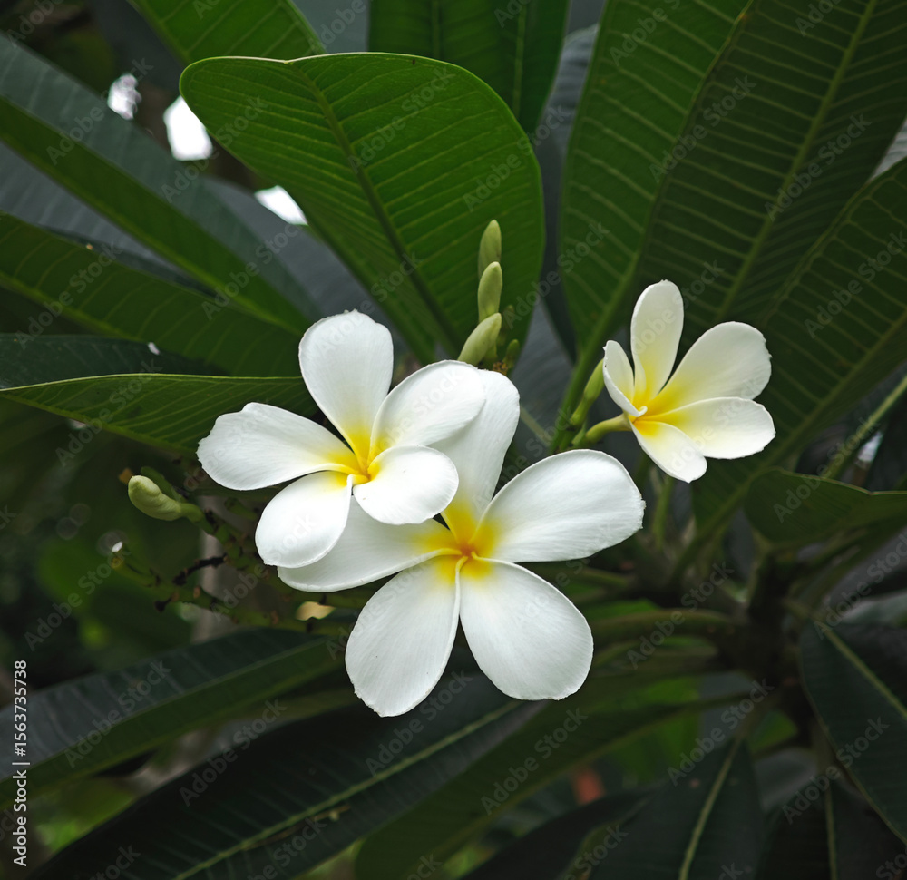 Fototapeta premium blossom frangipani in the garden