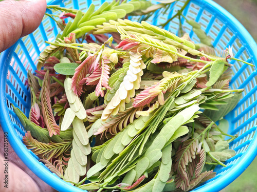 young tamarind leaves in basket