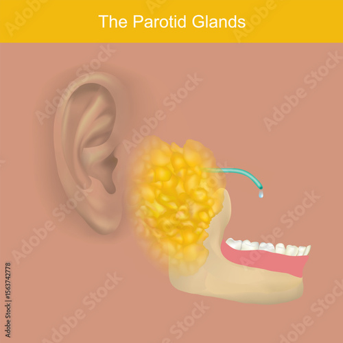 The Parotid Glands and Saliva Production. This image illustrates the location and function of the parotid gland, one of the major salivary glands in the human body.