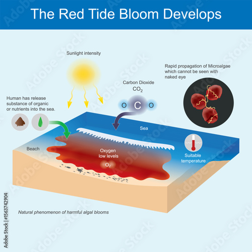 Illustrates the key factors and processes that contribute to the development of a red tide bloom, a natural phenomenon characterised by harmful algal blooms.