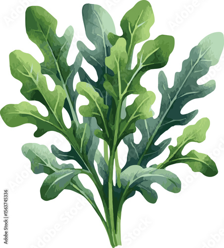 Vector watercolor painted illustration of an arugula