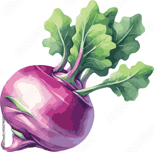 Vector watercolor painted illustration of a kohlrabi