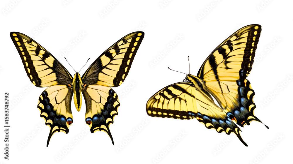 Obraz premium Two Yellow Swallowtail Butterflies on White Background 