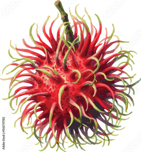 Vector watercolor painted illustration of a rambutan