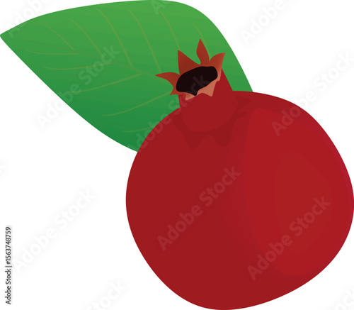 Pomegranate with leaves on white background. vector	