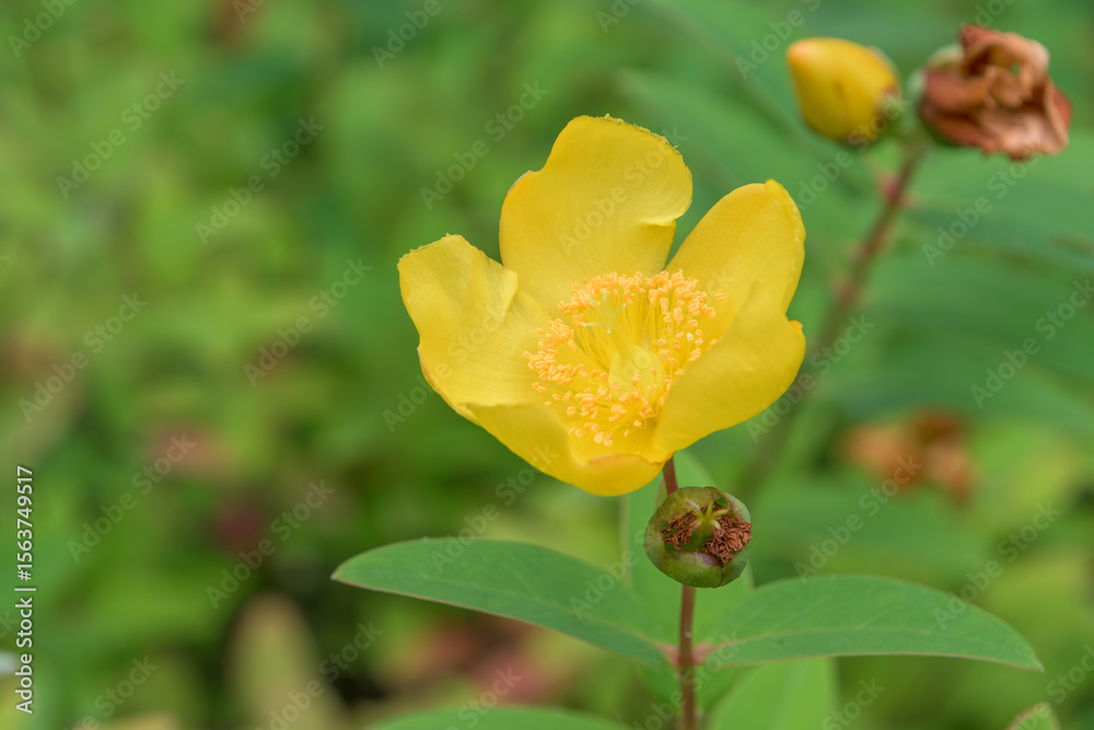 Obraz premium 鮮やかなキンシバイの黄色い花のクローズアップ