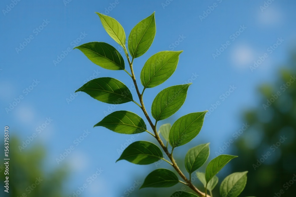 A branch of a tree with green leaves against a blue sky A branch of a tree with green leaves against a blue sky