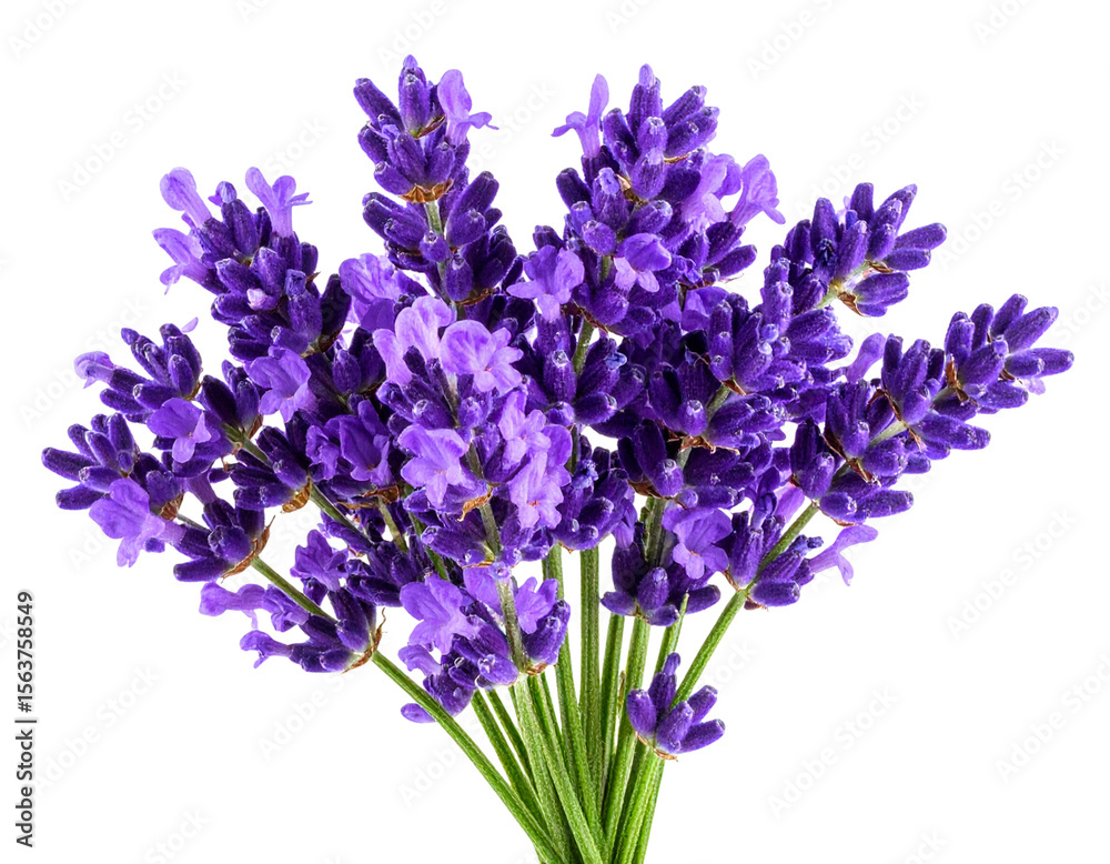 Obraz premium “Isolated Lavender Flower with Purple Petals, isolated on transparent background PNG