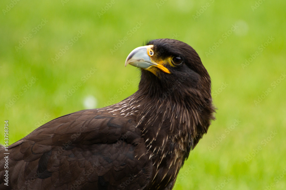 Obraz premium Falkand caracara