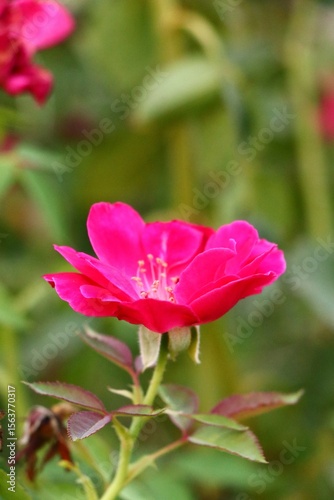 Pink rose flower