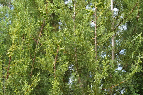 Nahaufnahme einer Atlas-Zypresse (Cupressus atlantica) im Sommer