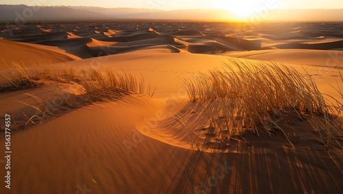Desert Sunset Golden Sands, Whispering Grass, and Serene Horizon