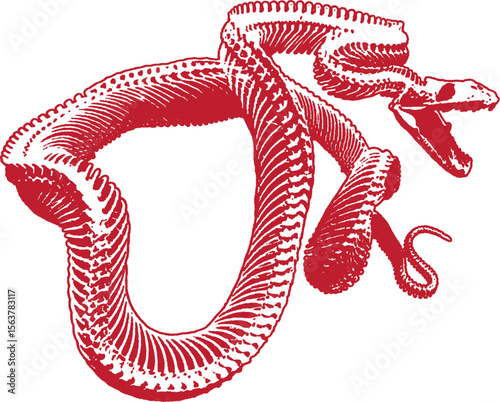 the Red skeleton of a snake. SVG