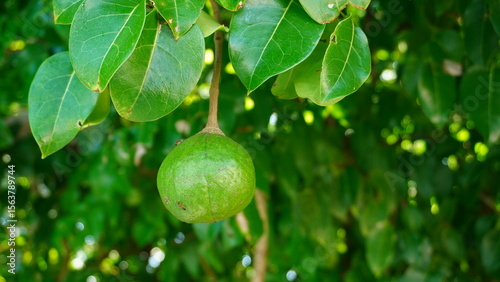 Tableau sur toile Mangrove Cannonball fruit on a tree (Xylocarpus granatum), hanging from glossy green leaves in the coastal forest of Malang, East Java, Indonesia