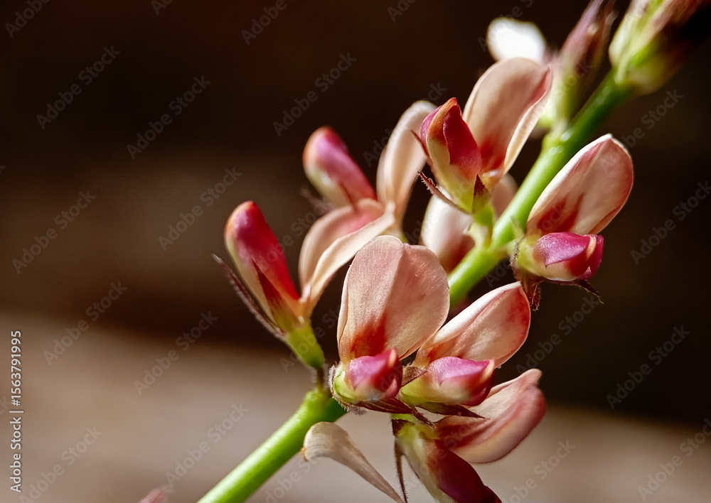 Fototapeta premium close-up view of delicate pink and maroon flowers budding along a slender green stem, set against a blurred brown backdrop.