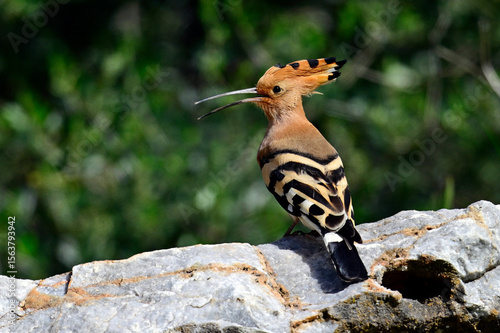 rufender Wiedehopf mit offenem Schnabel // Eurasian hoopoe (Upupa epops)