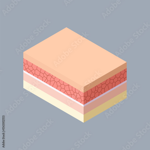 Simple Illustration of Human Skin Layers