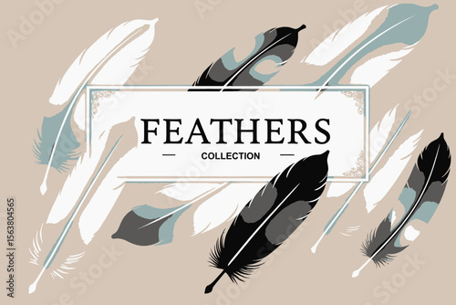 Feathers Collection Image-Colorful Feather Art-Download Feather Designs-Black and White Feather-Feather Graphics-Unique Feather Illustrations for your Project