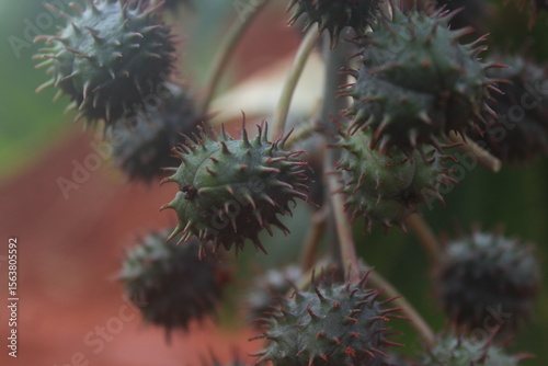 Green Fruits of the Castor Bean Plant