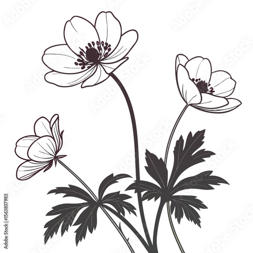 Anemone isolated Flower silhouette