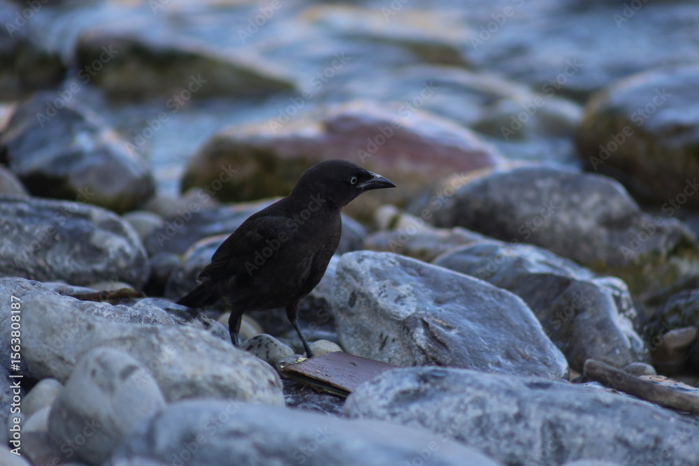 Fototapeta premium Landscape view of a black wild bird on a rock near water, the photo was taken from East York, Toronto. The photo was taken in East York on 30 June 2025 