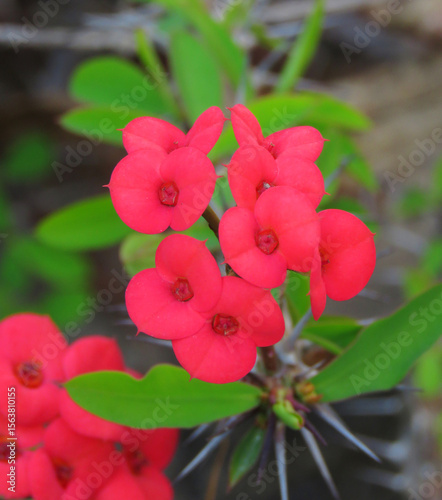 Crown of Thorns (Euphorbia milii) bursts with colour and contrast soft petals blooming amid sharp thorns. 