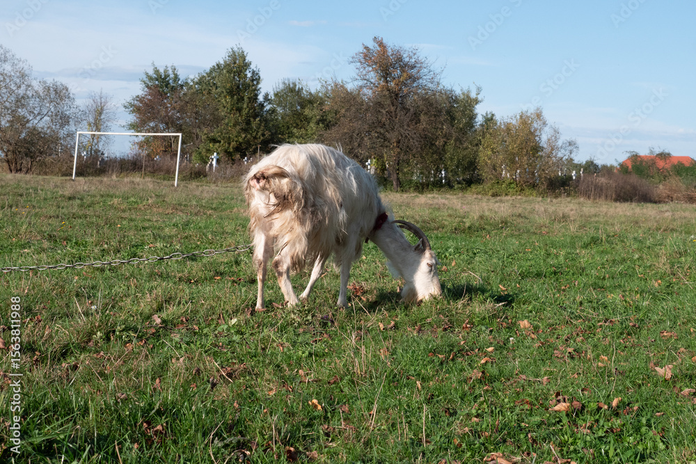 Fototapeta premium Goats graze on the meadow. Agriculture. Care of goats.