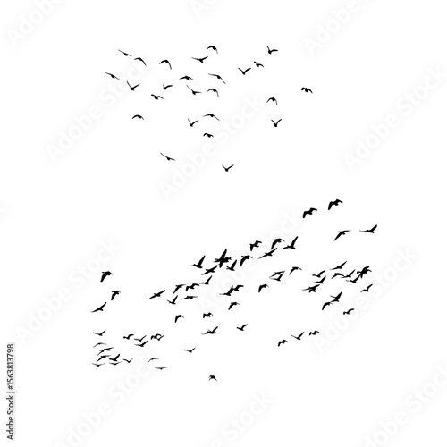 flock of seagulls on white background. 