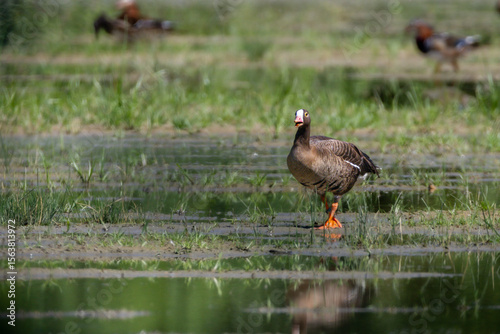 Lesser White-fronted Goose in the Racconigi Stork and Duck Center photo