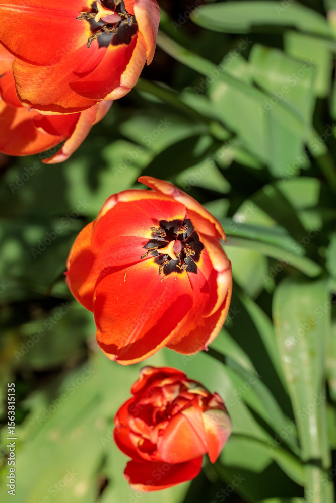 Naklejka premium Close-up photo of fresh red tulips in full bloom taken in April in a Dutch garden. Bright petals contrast with green leaves