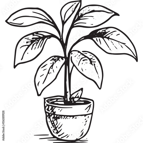 Stylish hand-drawn potted plant with broad leaves, perfect for home decor, botanical art, and interior design inspiration