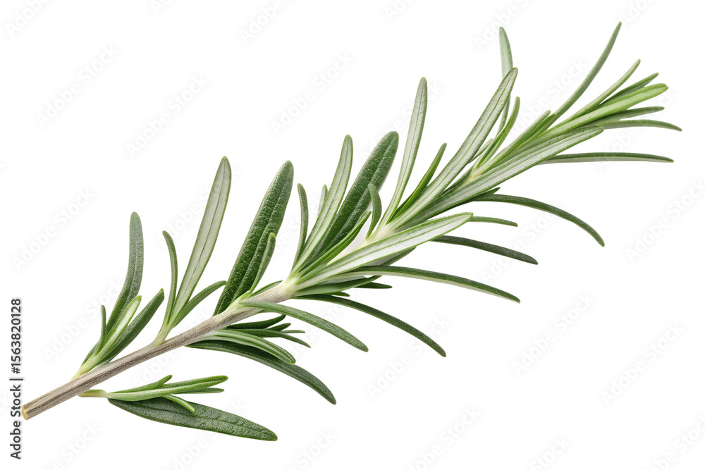 Fototapeta premium Rosemary twig isolated on white background fresh green herb branch