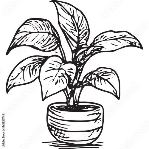 Stylish hand-drawn potted plant with broad leaves, perfect for home decor, botanical art, and interior design inspiration