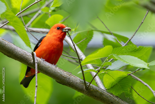 Male Scarlet Tanager