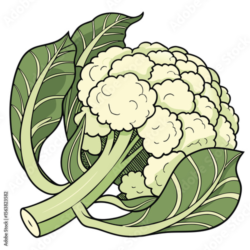 Stylized illustration of a fresh cauliflower with large leaves around it