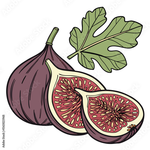 Artistic Illustration of Fig Fruit and Leaf Botanical Drawing Style