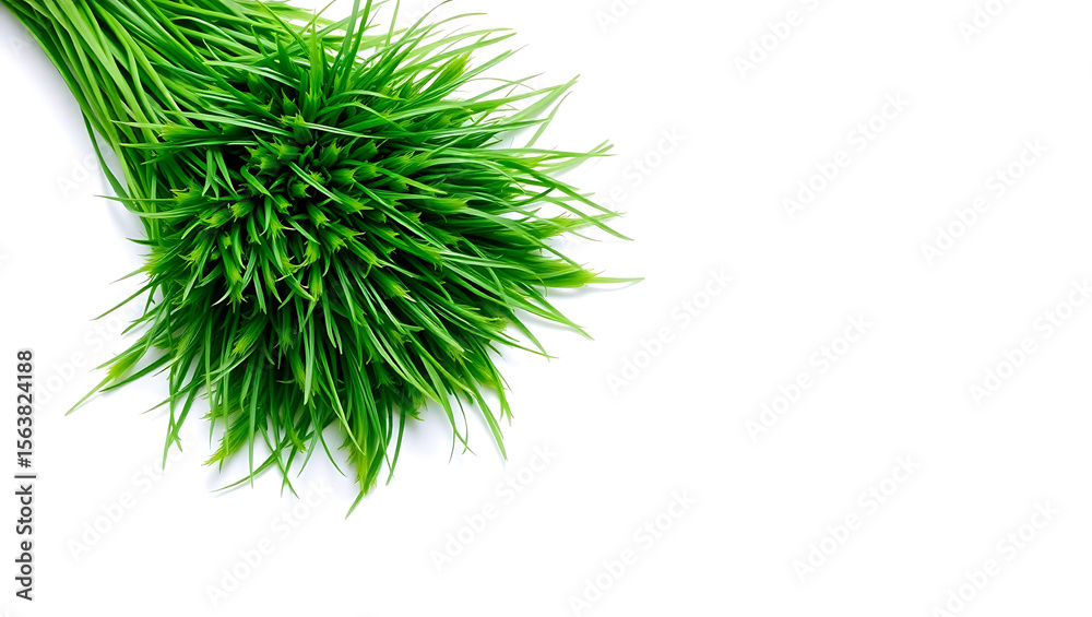 Fototapeta premium green grass isolated on white background
