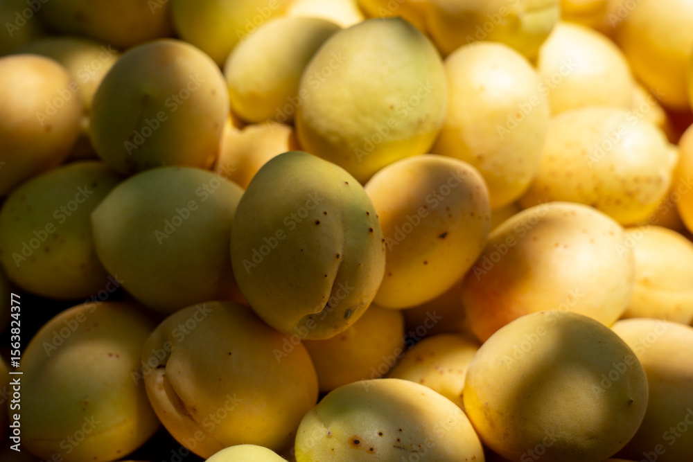 Fresh Apricotfresh apricots; natural light; fruit basket; summer harvest; ripe fruit; shadows; orchard fruit; healthy eating; yellow apricots; vitamin-rich;s in Natural Light with Shadows Fresh Apricotfresh apricots; natural light; fruit basket; summer harvest; ripe fruit; shadows; orchard fruit; healthy eating; yellow apricots; vitamin-rich;s in Natural Light with Shadows