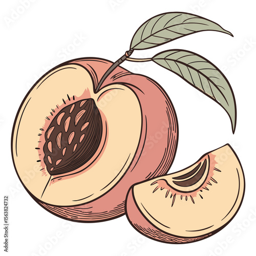 Detailed peach illustration with leaves showing slice and seed in profile