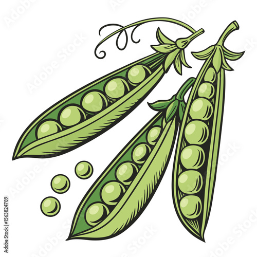 A vibrant vector illustration of fresh green peas in their pods