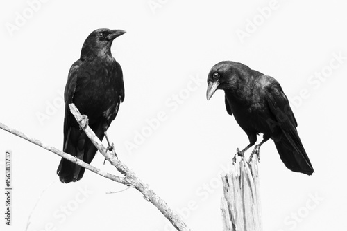 American Crows