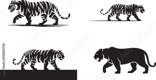 Black tigers walking in silhouette white