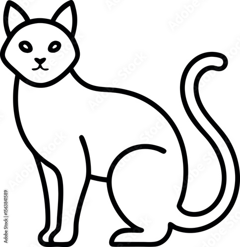 black and white cat