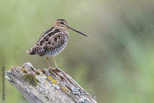 Wilson's Snipe