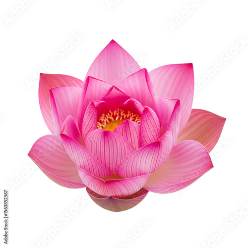 a pink lotus flower isolated on transparent background.