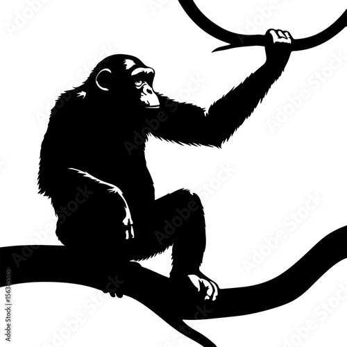 Black chimpanzee hanging on tree branch primate white