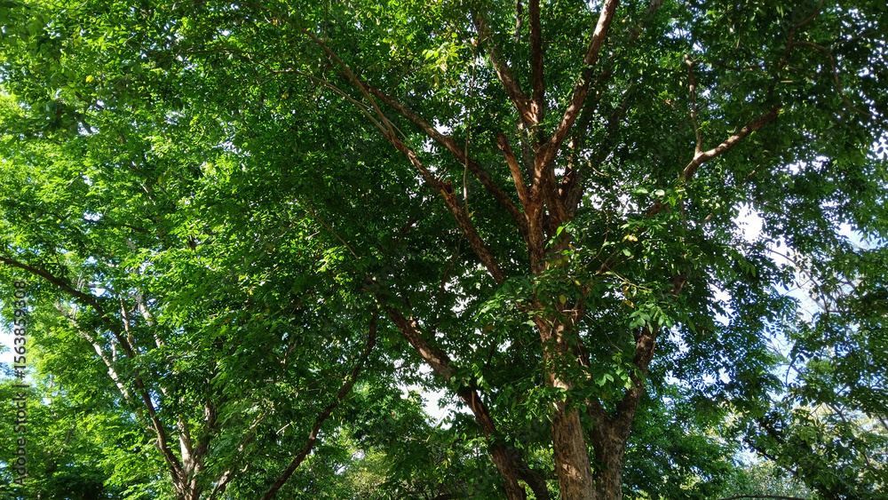 Fototapeta premium Under the Canopy: A mesmerizing view of a tree reaching for the sky, its branches a vibrant mix of leaves, inviting viewers to appreciate nature's artistry.