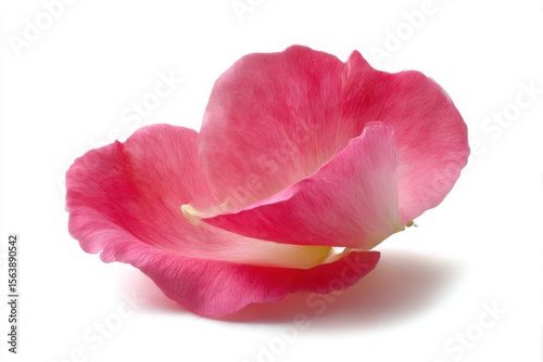 Minimalist Floral Accents Pink Petals in Focus